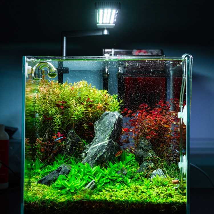 A imagem mostra um aquário bem iluminado, com um paisagismo aquático detalhado. No centro, há grandes rochas cinzentas cercadas por uma variedade de plantas aquáticas. As plantas variam em tons de verde e vermelho, criando um contraste vibrante. O fundo do aquário é coberto por um tapete de musgo verde. A iluminação no topo destaca as cores das plantas e das rochas, criando um ambiente natural e harmonioso. Pequenos peixes podem ser vistos nadando entre as plantas.


