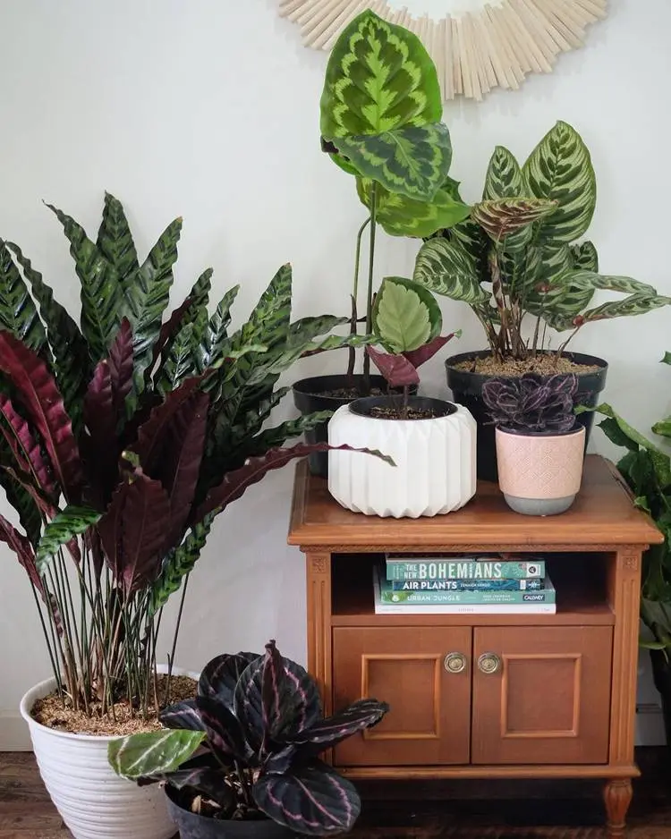 Calathea famiglia em vaso branco ao lado de móvel de madeira com outras plantas