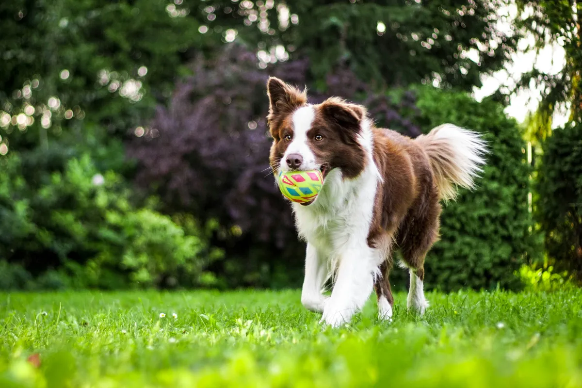 Border Collie marrom e branco brincando com uma bola no gramado