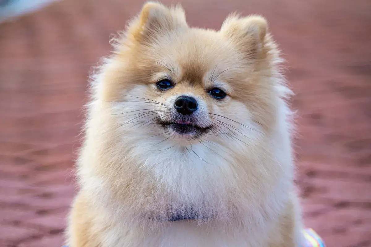 Lulu da Pomerânia adulto visto de perfil com pelagem longa e cauda sobre o dorso