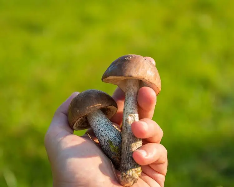 Foto de cogumelos.