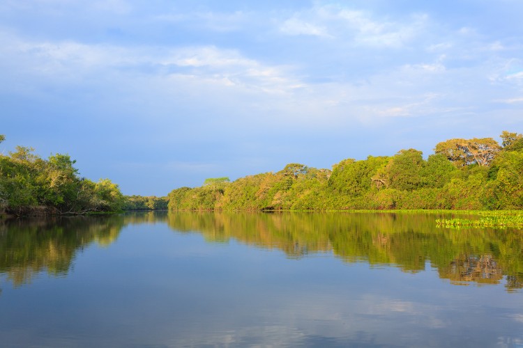 Foto do Pantanal, com céu azul, árvores e rio 