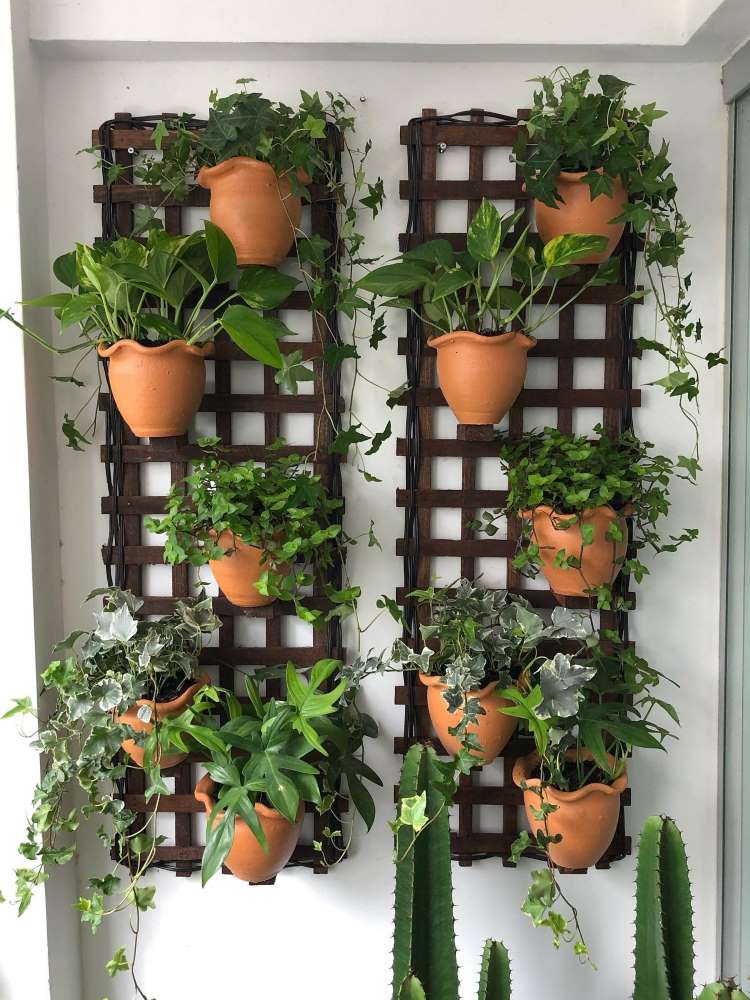 Jardim vertical com tostão, hera, jiboia e filodendro