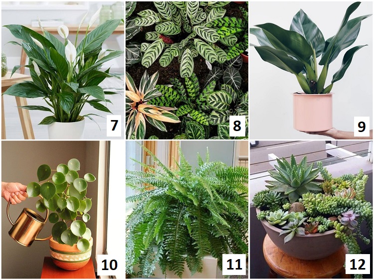 montagem com seis variedades de plantas para selva urbana (lirio da paz, marantas, pacová, peperômia, samambaia e suculentas)