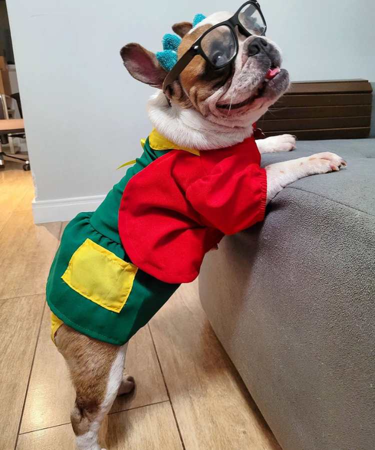 Foto de cachorro com fantasia de Carnaval: Chiquinha do Chaves.