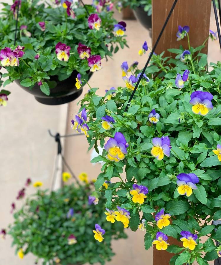 Cestos suspensos com flores de amor-perfeito em tons de roxo, amarelo e branco, dispostos em um espaço ao ar livre. O fundo desfocado revela um ambiente com piso claro e postes de madeira, realçando o charme das plantas vibrantes.





