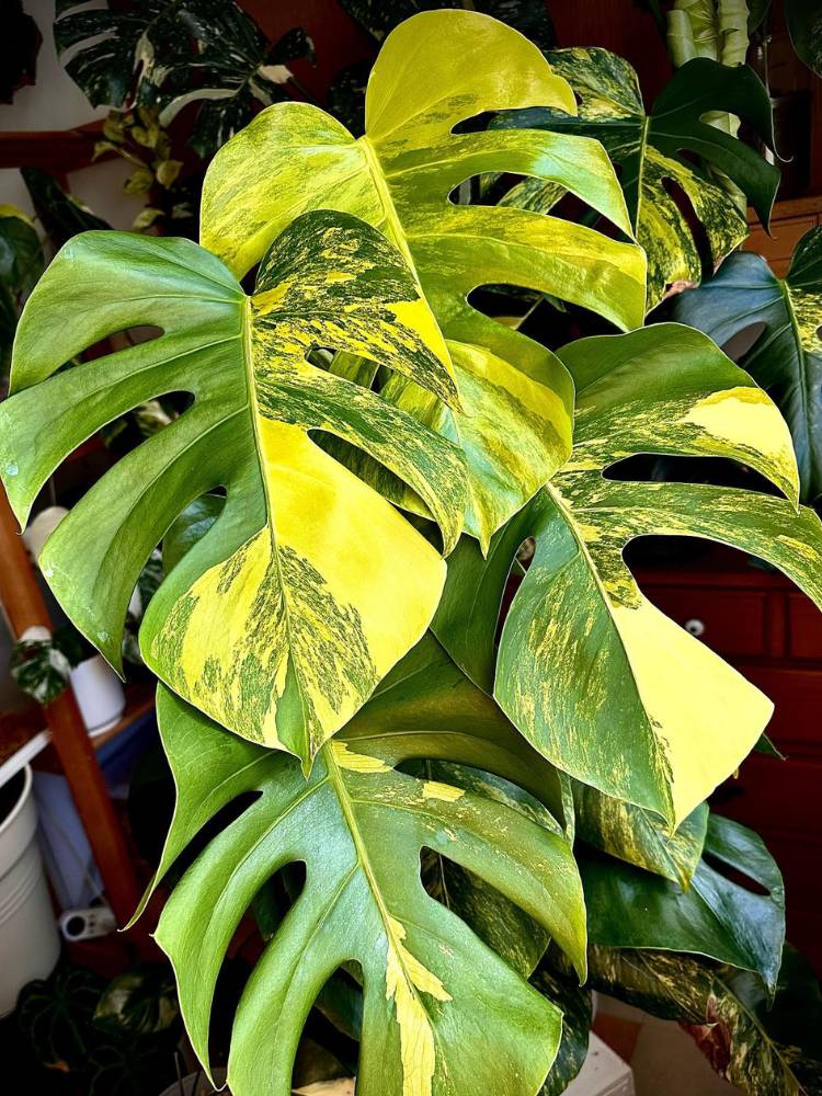 Monstera deliciosa aurea com variegações amareladas