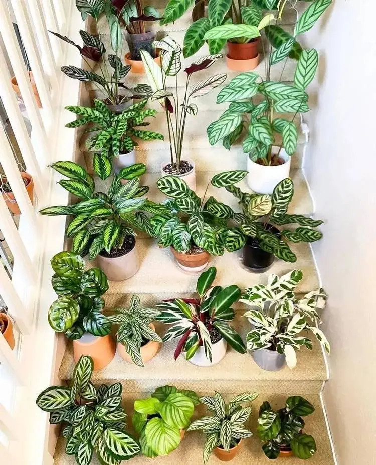 Diversos tipos de plantas calatheas em vasos em uma escada