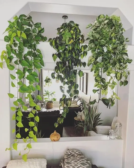 Três plantas pendentes.