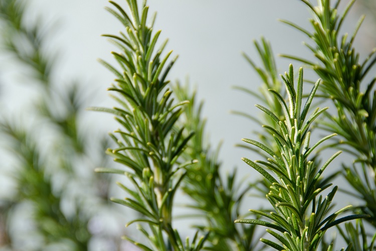 Foto de ramos de erva aromática