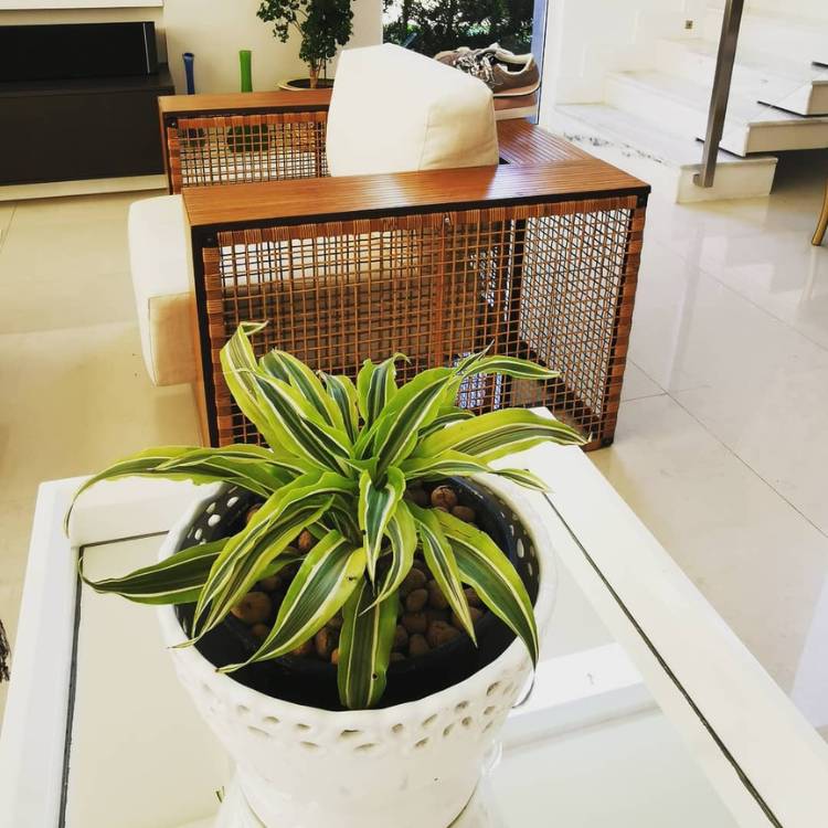 Pleomele em vaso claro sobre mesa branca ao lado de poltrona em madeira e estofado bege