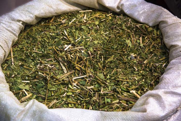 Folhas e galhos de erva-mate triturados em saco de estopa