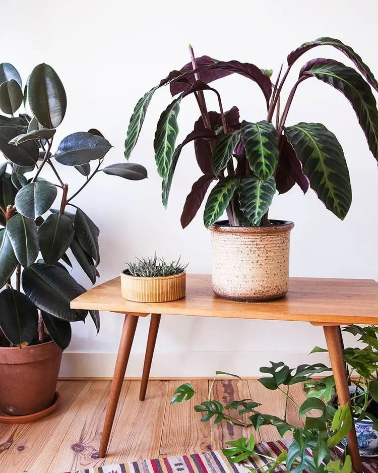 planta calathea tipo warscewiczii sob uma mesinha de madeira ao lado de outras plantas
