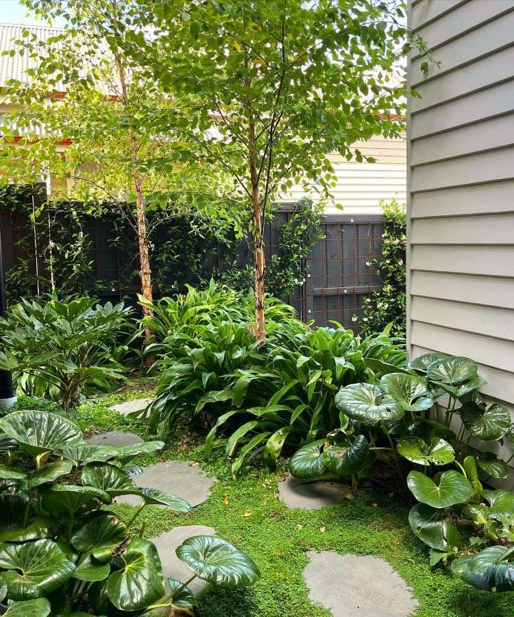 A imagem apresenta um jardim compacto e bem cuidado, com árvores pequenas e folhagens densas. Plantas de folhas largas cercam um caminho de pedras sobre grama verde. Ao fundo, cercas e paredes criam um ambiente privado e sereno.