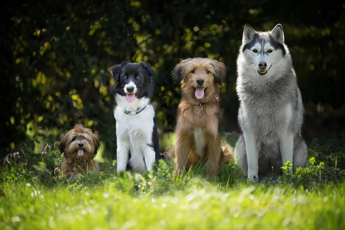 Cães sentados um do lado do outro