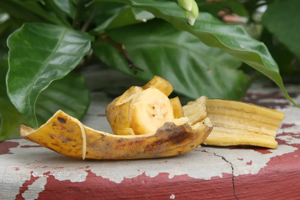 banana da terra