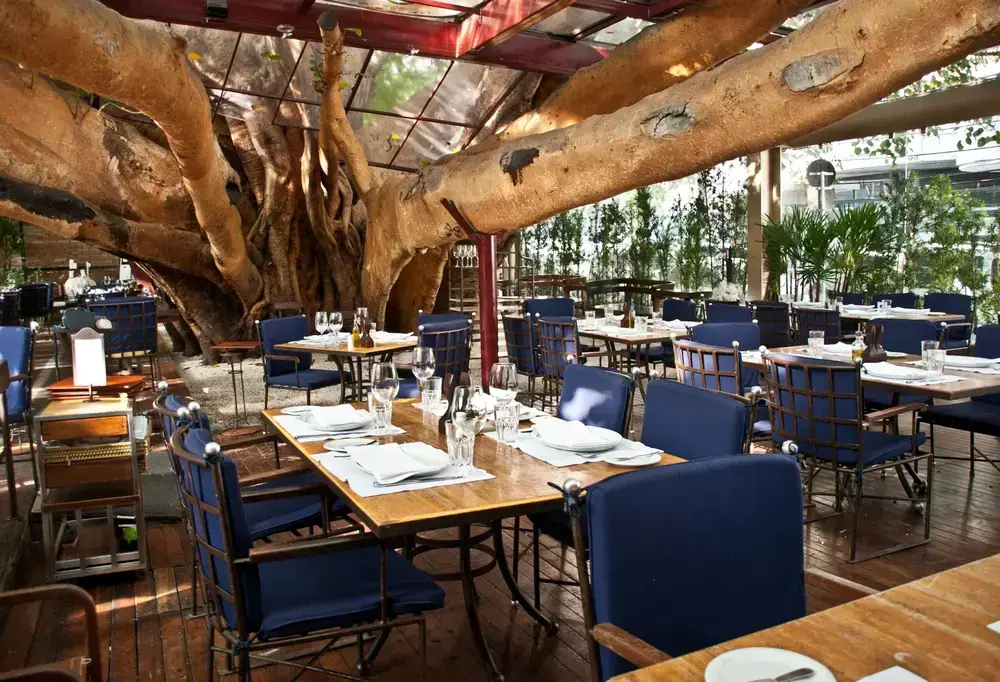 Restaurante de luxo com cadeiras azuis e árvore. Restaurantes icônicos em SP