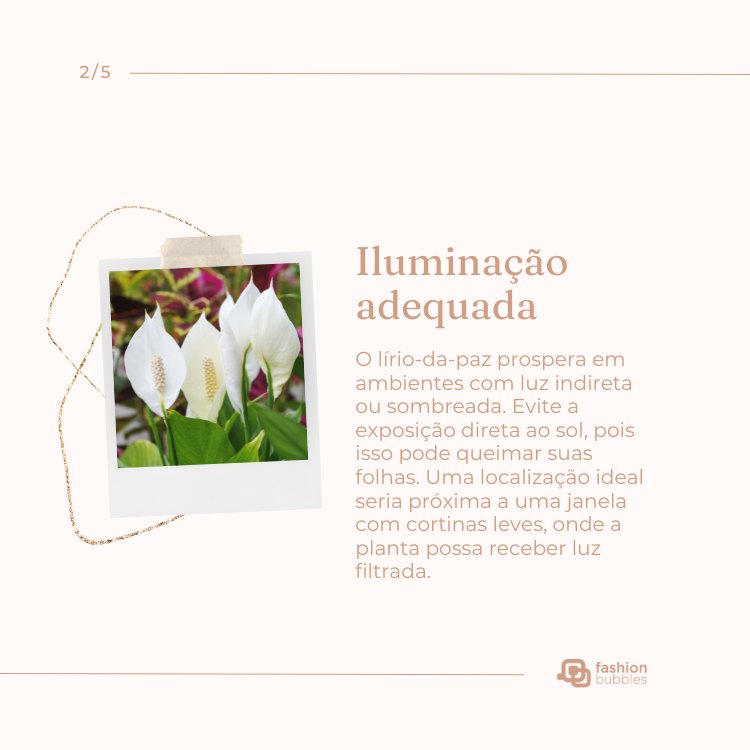 Montagem com foto de planta lírio-da-paz e falando sobre como cuidar: iluminação adequada
