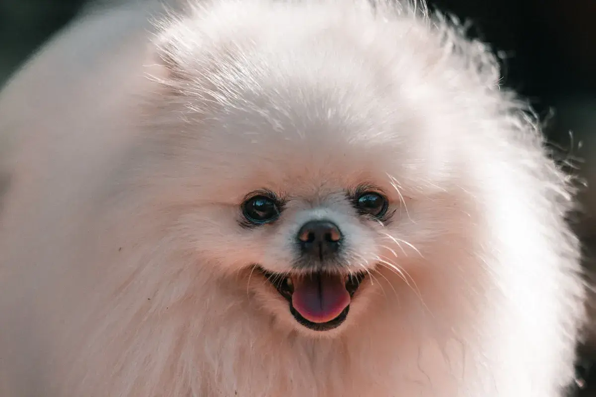 Lulu da Pomerânia branco adulto em ambiente externo