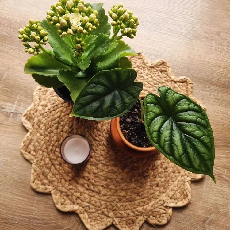 Duas plantas em vasos sobre uma mesa de madeira. Uma delas tem folhas verdes e brilhantes, enquanto a outra exibe pequenas flores amarelas. Um pequeno castiçal com vela está ao lado. A mesa é decorada com um jogo americano de palha, criando um visual rústico e acolhedor.