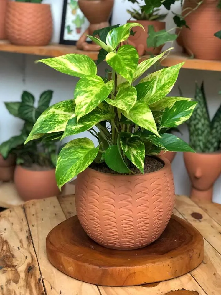 Jiboia em vaso de cerâmica