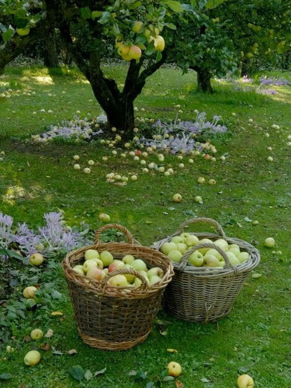Colheita de frutas.