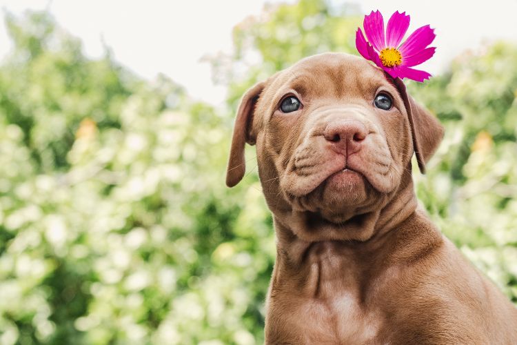 Filhote de pitbull fêmea com flor rosa na orelha em fundo verde