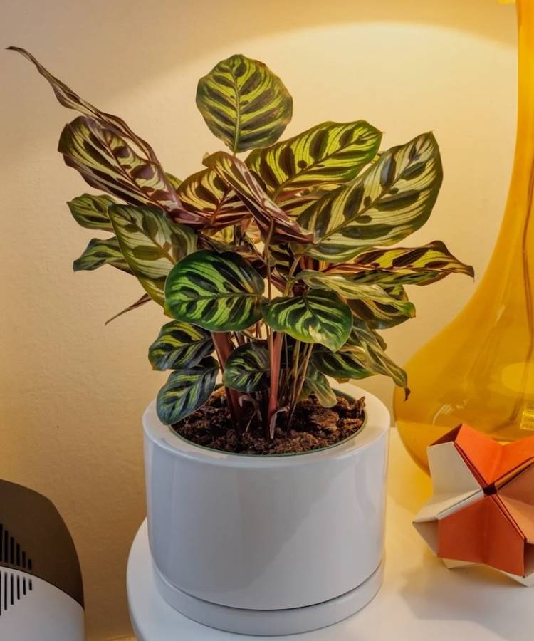 Planta Calathea com folhas verde-escuras e listras amareladas em um vaso branco. Ela está sobre uma mesa, iluminada por uma lâmpada ao fundo, com objetos ao redor, como uma escultura de origami e uma luminária amarela.







