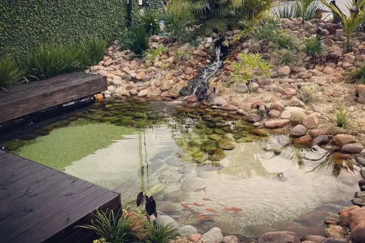 Piscina biológica com muitas pedras e plantas ao redor. 