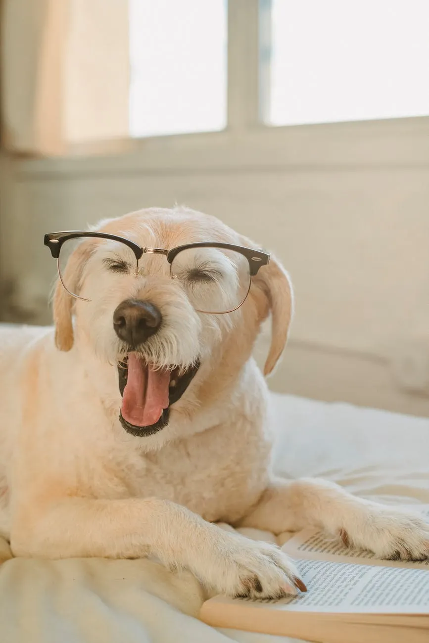 cachorro com óculos cachorro com óculos