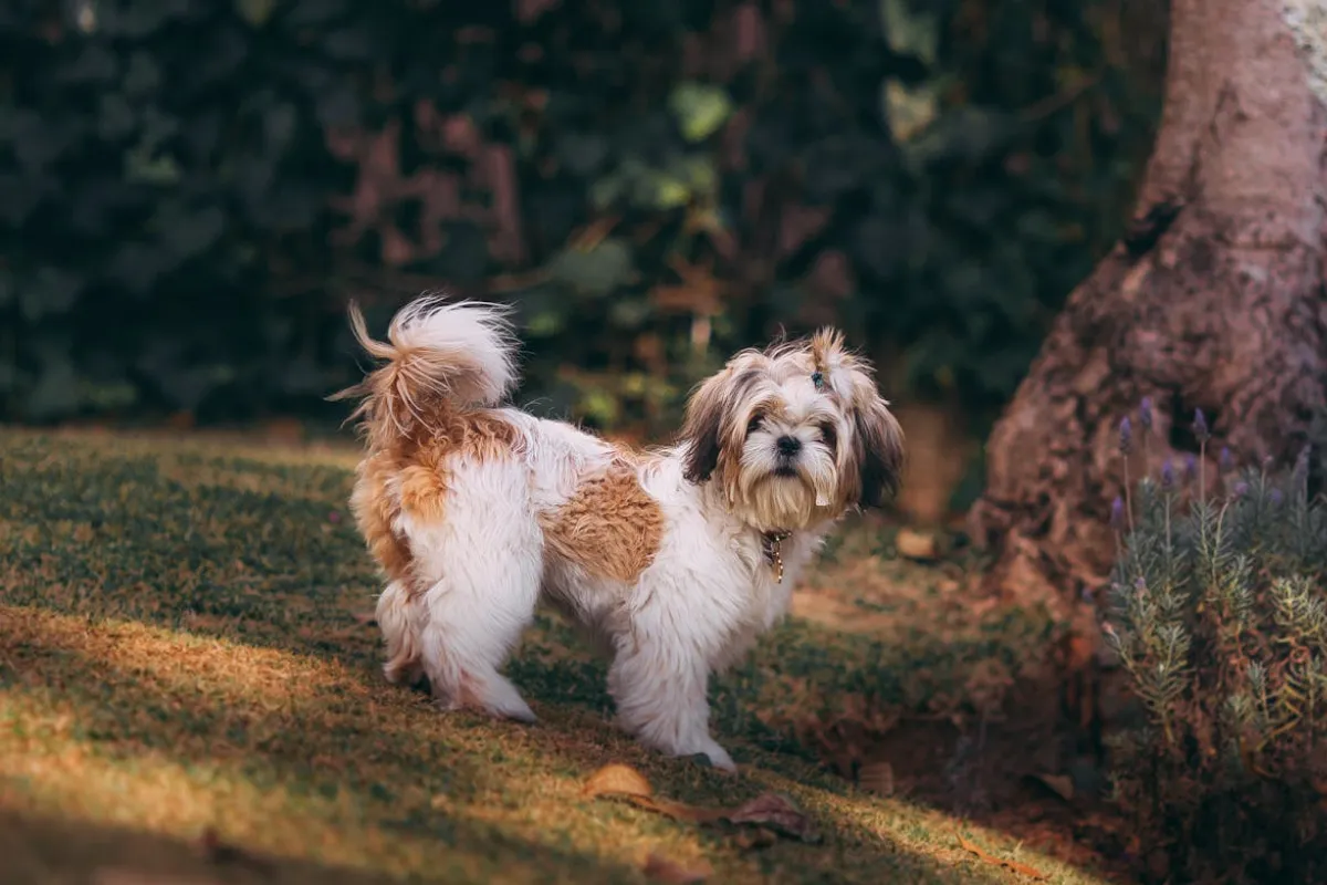 raça de cachorro shih tzu