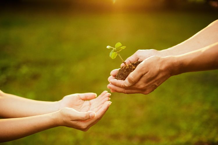 Mãos segurando mudas de planta sobre terra, simbolizando esperança e regeneração. Duas mãos entregam a vida à outra pessoa, com fundo natural verde e luz solar suave. Representa cuidado, sustentabilidade e cooperação no