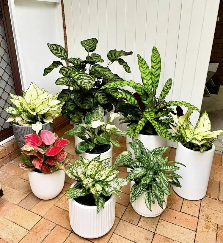 8 plantas diferentes em vasos brancos no canto de uma casa