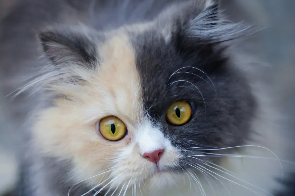 Gato de pelagem longa tricolor em close com olhos amarelos