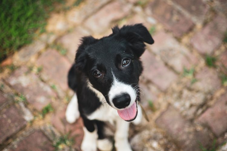 Cachorrinho preto e branco sorrindo