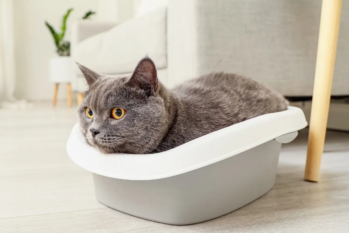 raças de gato