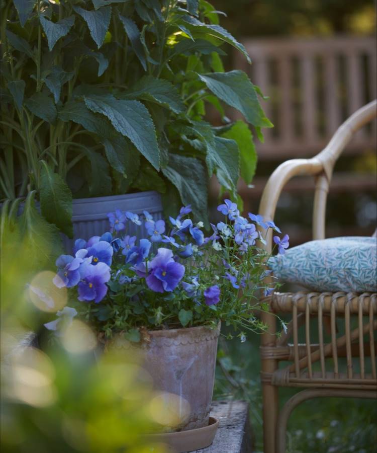 Vaso de cerâmica com flores de amor-perfeito em tons de azul e violeta, ladeado por folhagem verde exuberante. À direita, uma cadeira de vime com almofada estampada e, ao fundo, uma estrutura de madeira em ambiente de jardim tranquilo.