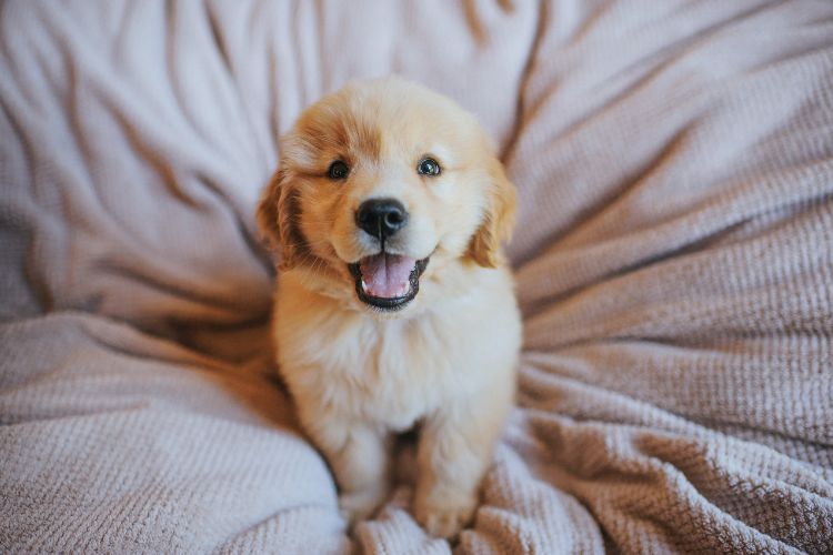 Filhote de golden em sofá