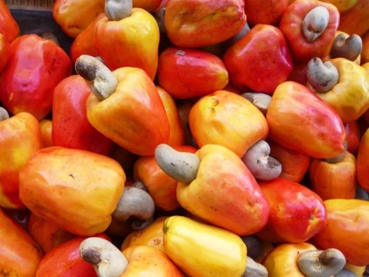 Cajus vermelhos e amarelos