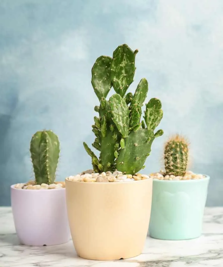 3 tipos de mini cactos em vasos coloridos