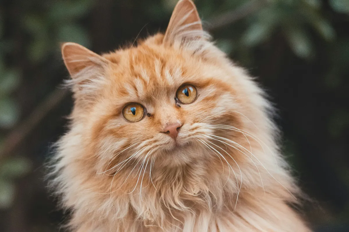 Gato de pelagem longa alaranjada em retrato frontal