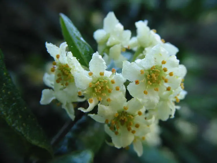 foto de boldo-do-chile com flores brancas e folhas verdes foto de boldo-do-chile