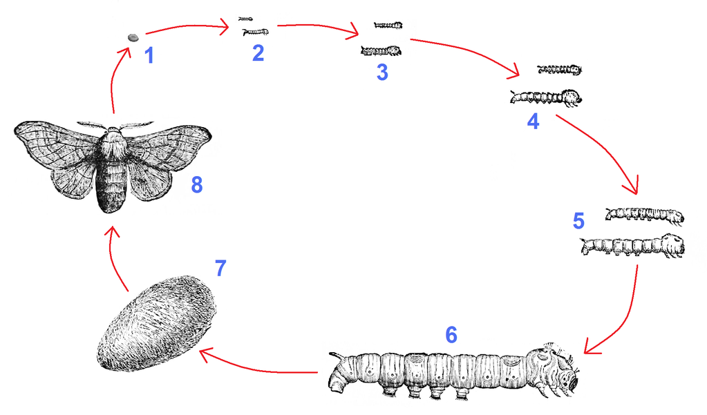 Ciclo da vida do bicho-da-seda, Bombyx mori.