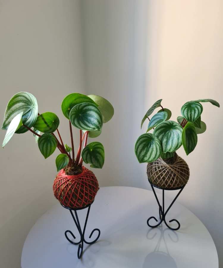 Duas Peperômias Melancia em kokedamas decorativas, uma com fio vermelho e outra com fio marrom, apoiadas em suportes metálicos pretos sobre uma mesa branca, em ambiente iluminado com fundo neutro e luz suave.