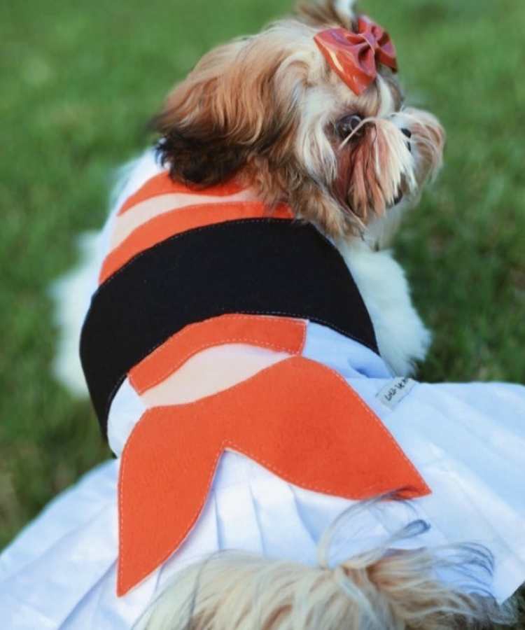 Foto de cachorro com fantasia de Carnaval: sachimi.