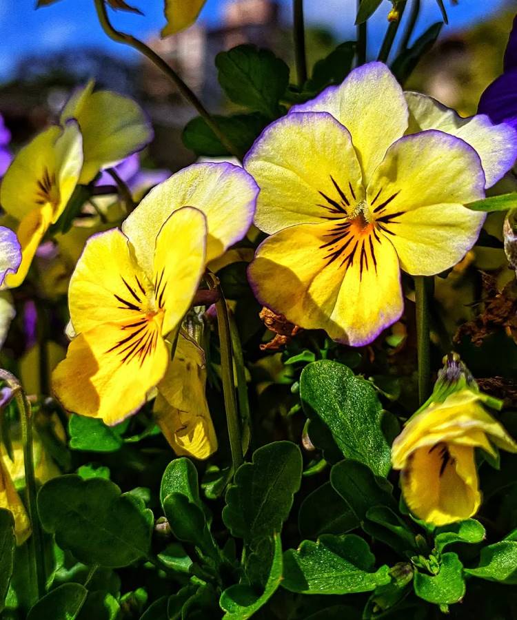 Flores de amor-perfeito amarelas com bordas roxas vibrantes, realçadas pela luz do sol. Pétalas delicadas apresentam listras escuras no centro. O fundo desfocado exibe folhagens verdes e um céu azul, criando um contraste harmonioso e natural.





