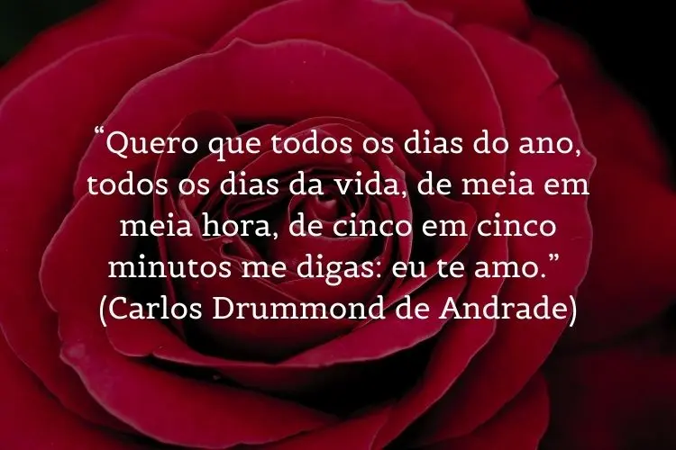Foto de rosa com frase " “Quero que todos os dias do ano, todos os dias da vida, de meia em meia hora, de cinco em cinco minutos me digas: eu te amo.” (Carlos Drummond de Andrade)"