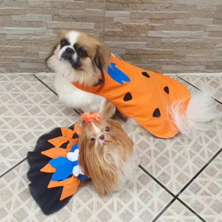 Shitzus fantasiados de personagens de Os Flintstones