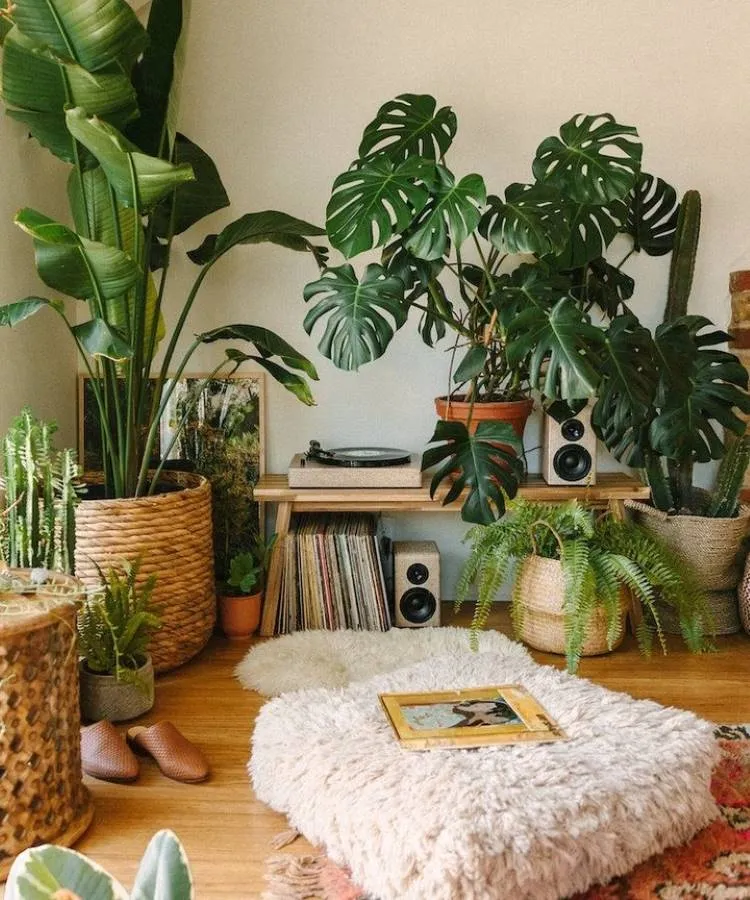 Ambiente com almofadas, discos e quadros decorado com plantas, entre elas a Mosntera Deliciosa, samambaia 