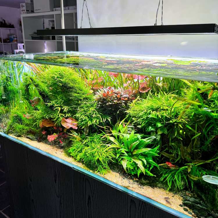A imagem mostra um aquário grande e bem iluminado, repleto de plantas aquáticas exuberantes. As plantas são densas e variadas, cobrindo a maior parte do espaço interno do aquário. Há uma diversidade de tons de verde e algumas plantas com folhas avermelhadas, criando um contraste visual interessante. A iluminação acima do aquário destaca as cores vibrantes das plantas, criando um ambiente aquático saudável e esteticamente agradável. O aquário está posicionado em um ambiente interno, com prateleiras ao fundo.


